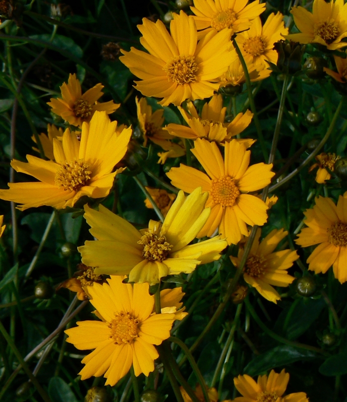 Dwarf Tickseed - Coreopsis auriculata 'Nana' from Kings Garden Center