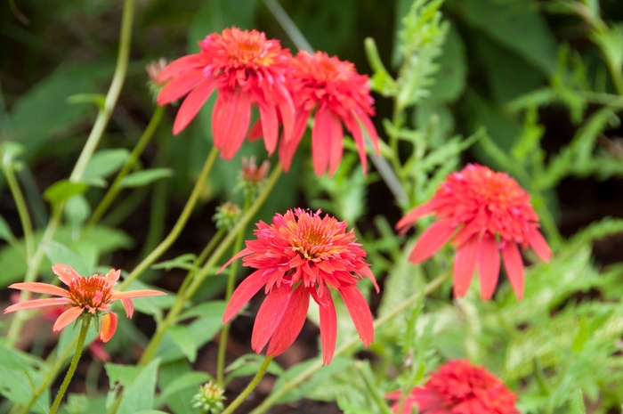 Double Scoop™ Raspberry - Echinacea 'Balsceras' from Kings Garden Center