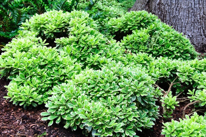 Creme de Mint™ - Pittosporum Tobira 'Shima' from Kings Garden Center