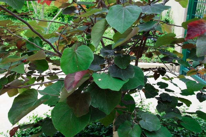 Redbud Merlot - Cercis 'Merlot' from Kings Garden Center