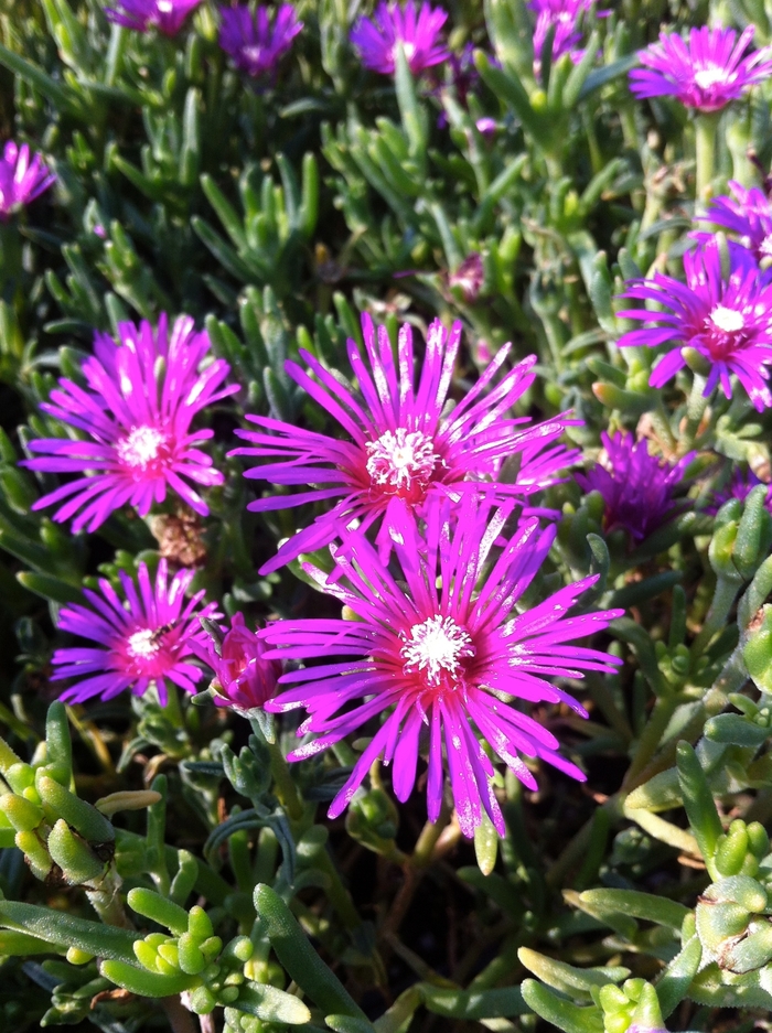 Hardy Ice Plant - Delosperma cooperi from Kings Garden Center