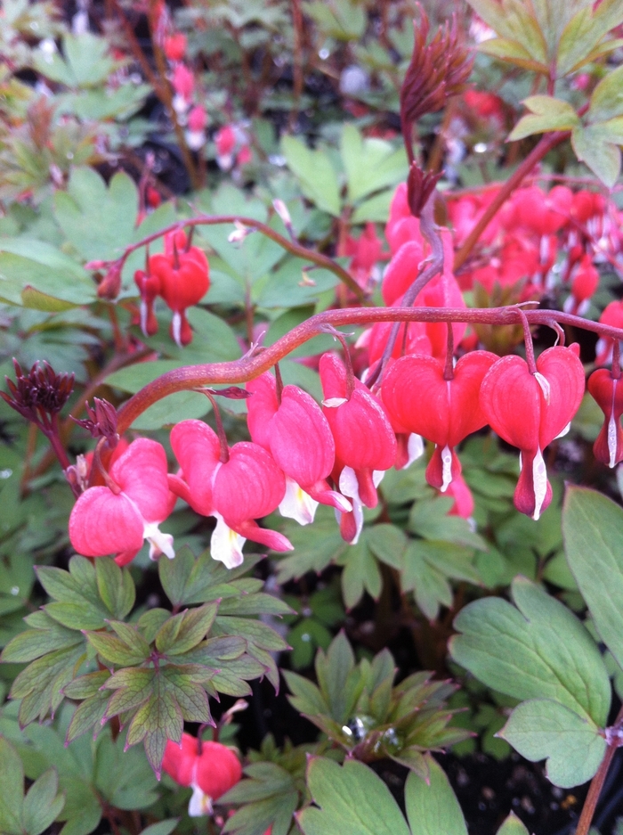 Valentine® Bleeding Heart - Dicentra spectabilis 'Valentine' from Kings Garden Center