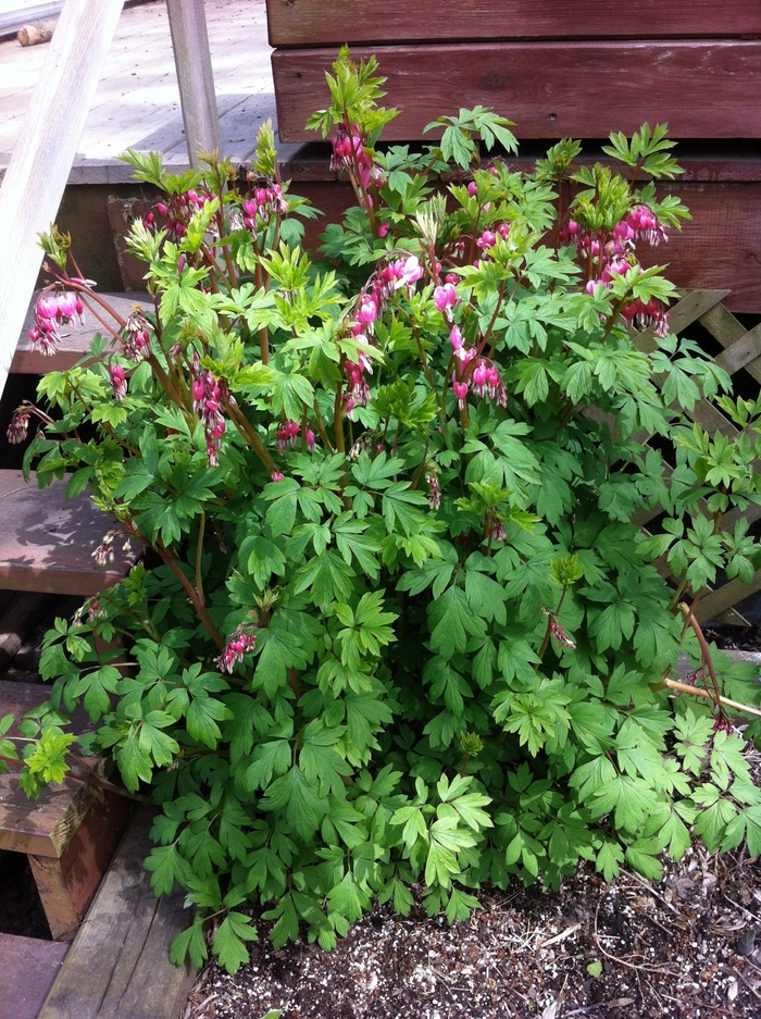 Bleeding Heart - Dicentra spectabilis from Kings Garden Center