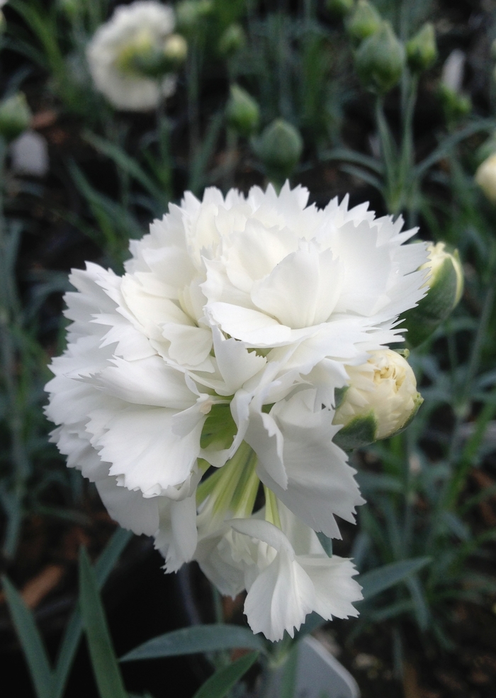 Dianthus - Dianthus 'Early Bird™ Frosty' from Kings Garden Center
