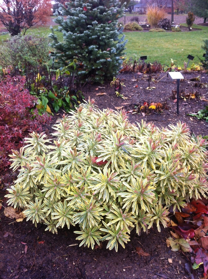 Euphorbia martinii 'Ascot Rainbow' Martin's Spurge Kings Garden Center