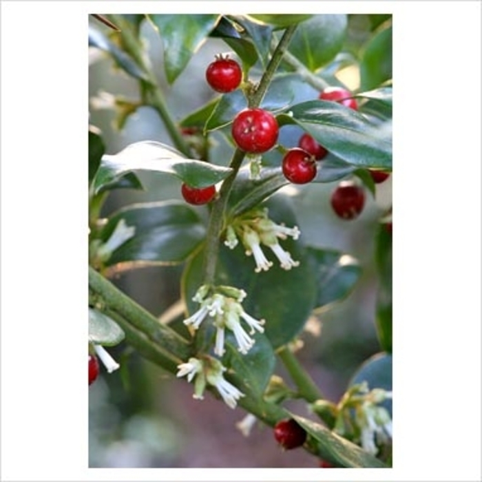 Sarcococca ruscifolia 'Sweetbox' Fragrant sweetbox Kings Garden Center