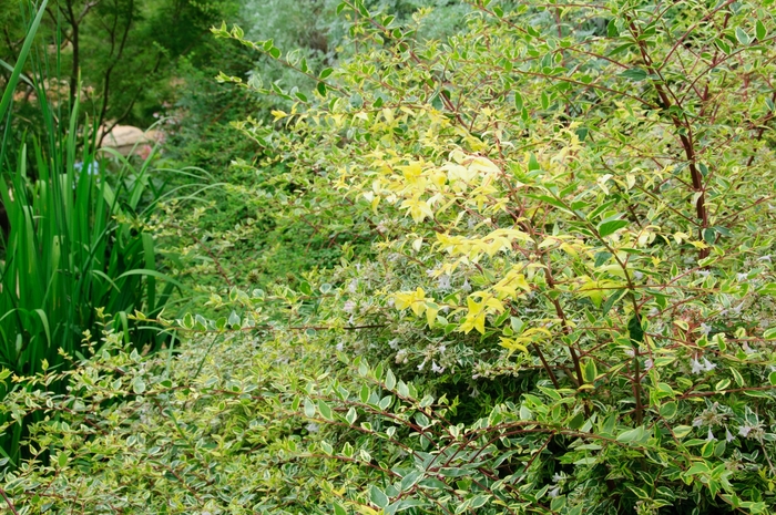 Glossy Abelia - Abelia x grandiflora 'Twist of Lime' from Kings Garden Center
