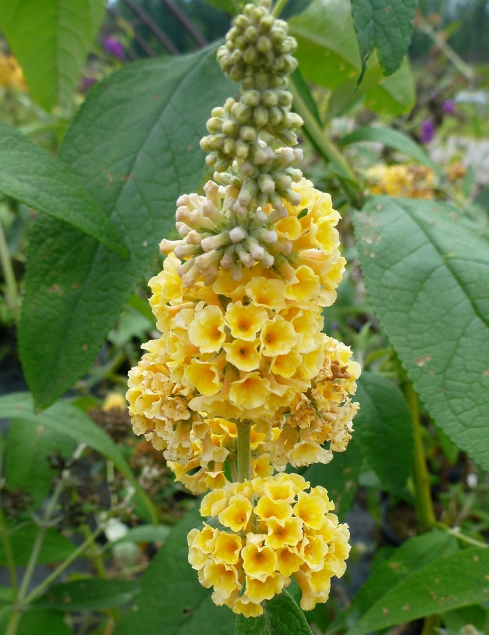 Butterfly Bush - Buddleia x weyeriana 'Honeycomb' from Kings Garden Center