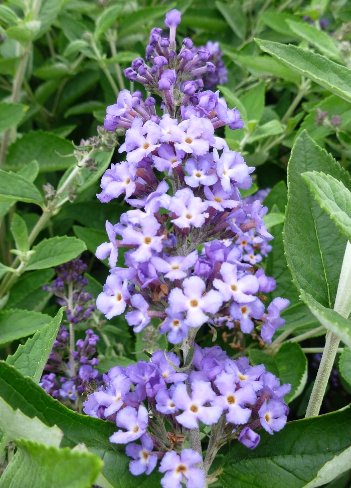 Butterfly Bush - Buddleia 'Blue Heaven' from Kings Garden Center