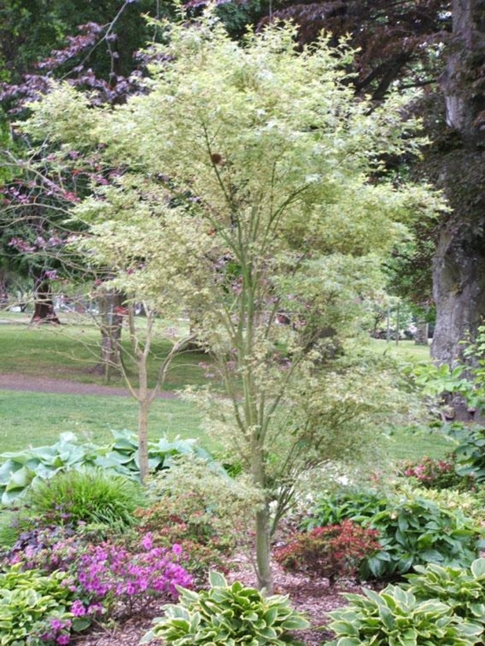 Acer palmatum 'Butterfly' | Japanese Maple 'Butterfly ...
