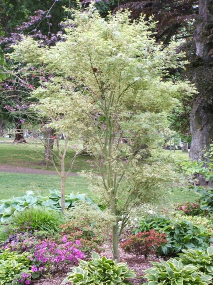 Acer palmatum 