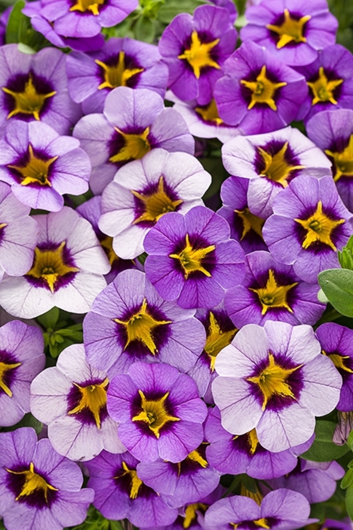 Calibrachoa - Calibrachoa hybrid 'Superbells®' from Kings Garden Center