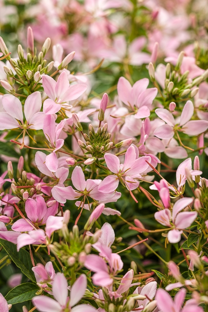 Spider Flower - Cleome hybrid 'Senorita Mi Amor™' from Kings Garden Center