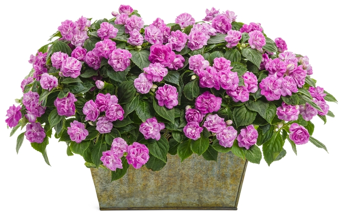 Rockapulco® Double Impatiens - Impatiens walleriana 'Rockapulco® Wisteria' from Kings Garden Center