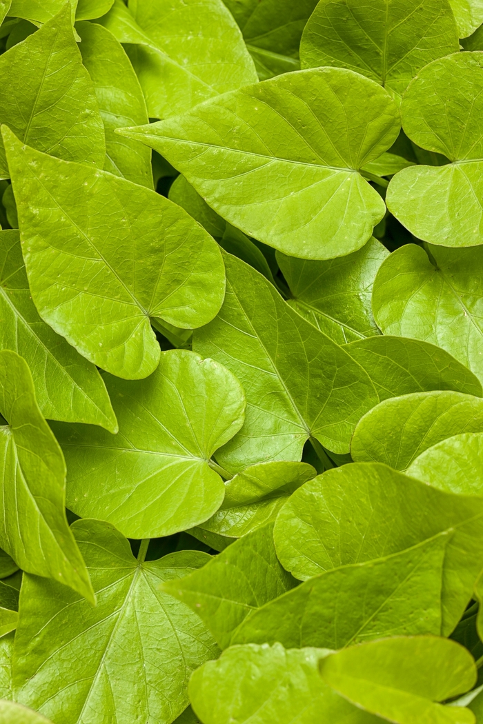 Sweet Potato Vine - Ipomoea hybrid 'Sweet Caroline Sweetheart Lime' from Kings Garden Center