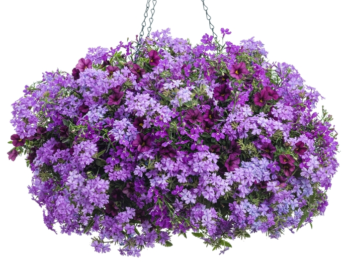 Laguna® Ultraviolet™ - Lobelia erinus from Kings Garden Center