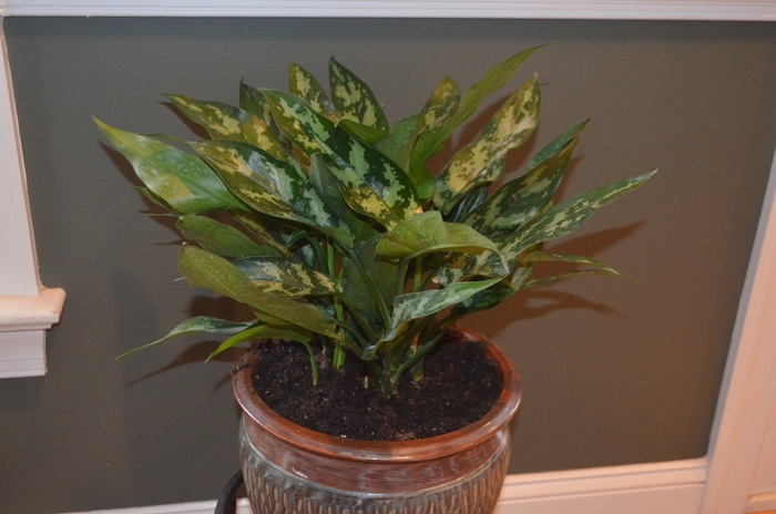 Aglaeonema - Aglaonema 'Emerald Beauty' from Kings Garden Center