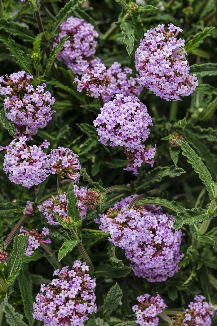 Verbena - Verbena bonariensis 'Meteor Shower™' from Kings Garden Center