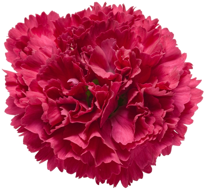 Fruit Punch® Pinks - Dianthus hybrid 'Fruit Punch® Cranberry Cocktail' from Kings Garden Center