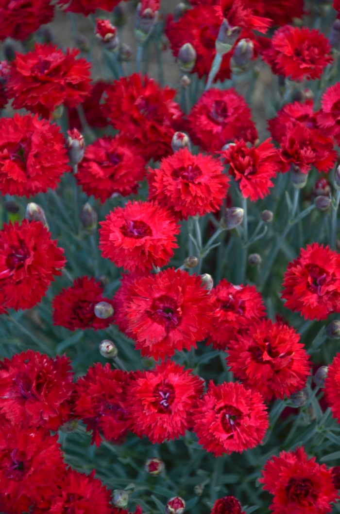 Fruit Punch® Pinks - Dianthus hybrid 'Fruit Punch® Maraschino' from Kings Garden Center