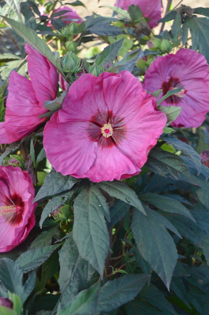 Summerific® Rose Mallow - Hibiscus hybrid 'Summerific® Berry Awesome' from Kings Garden Center