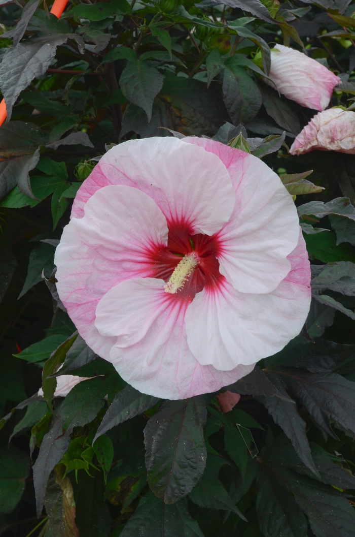Summerific® Rose Mallow - Hibiscus COPY hybrid 'Summerific® Perfect Storm' from Kings Garden Center