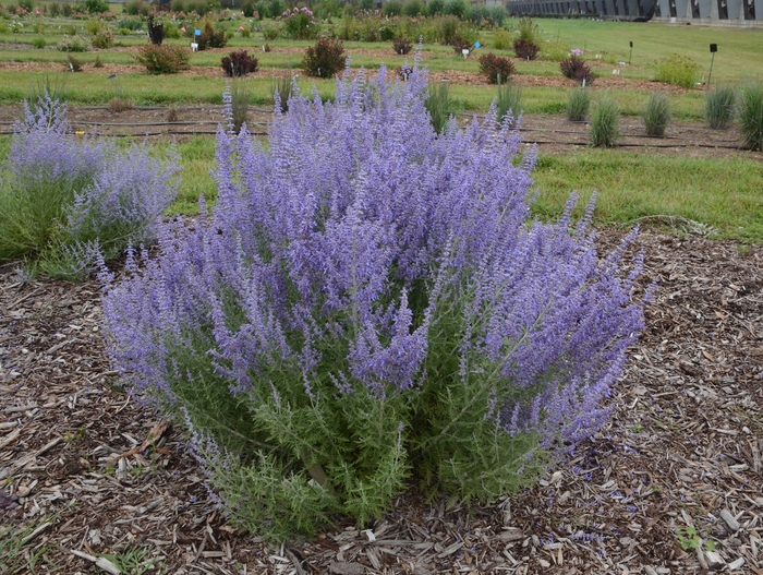 Russian Sage - Perovskia atriplicifolia 'Denim 'n Lace' from Kings Garden Center