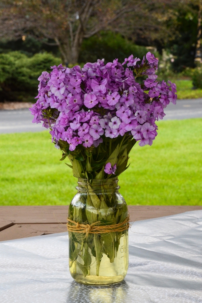 'Opening Act Blush' - Phlox hybrid from Kings Garden Center