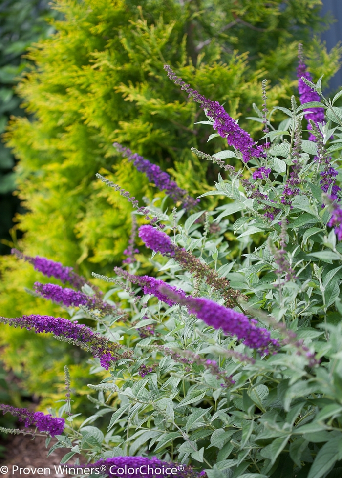 'Miss Violet' - Buddleia davidii from Kings Garden Center