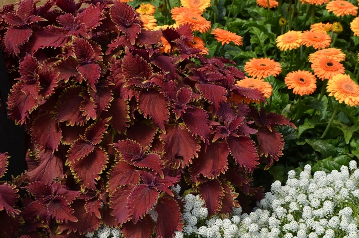 Under The Sea ™ King Crab Coleus - Coleus 'Under The Sea ™ King Crab' from Kings Garden Center