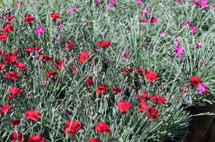 Dianthus - Dianthus 'Early Bird™ Radiance' from Kings Garden Center