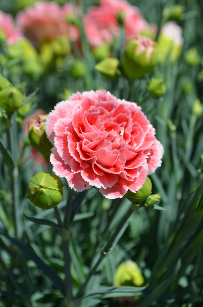 Pinks - Dianthus 'Scent First Coral Reef' from Kings Garden Center