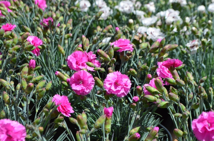 Pinks - Dianthus 'Scent First Eternity' from Kings Garden Center