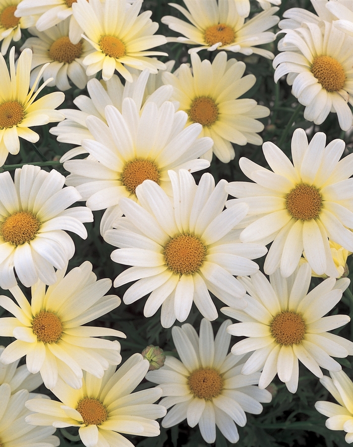 Vanilla Butterfly® - Argyranthemum frutescens from Kings Garden Center