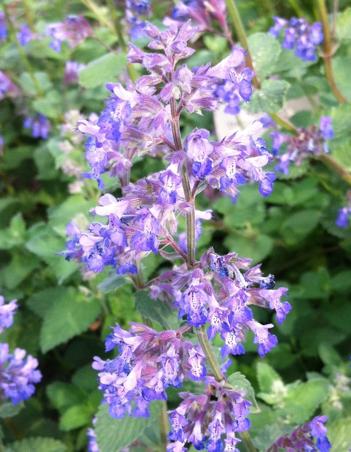 Catmint - Nepeta 'Dropmore' from Kings Garden Center