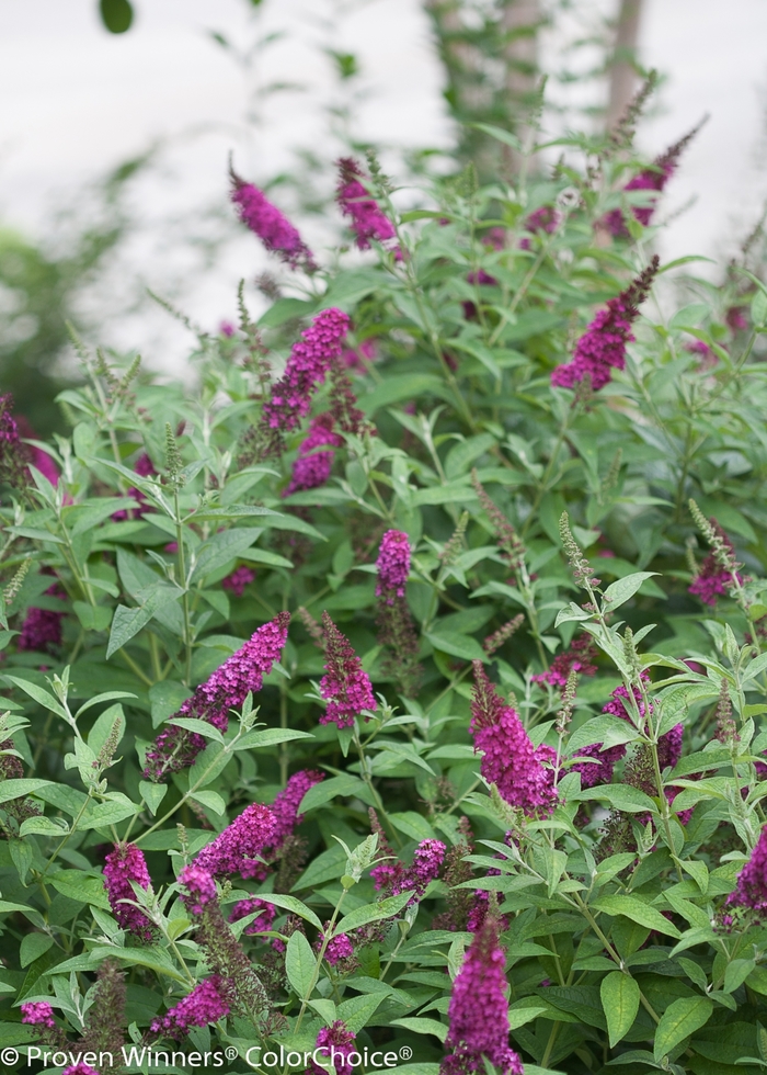 'Miss Molly' - Buddleia davidii from Kings Garden Center