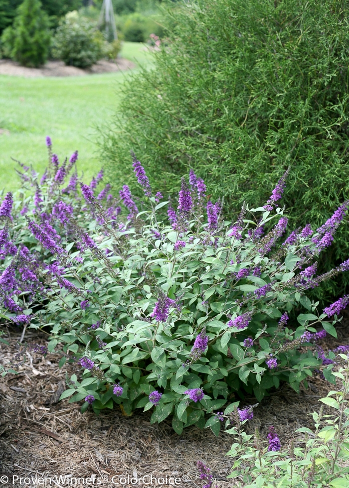 Lo & Behold® 'Blue Chip Jr.' - Buddleia x from Kings Garden Center