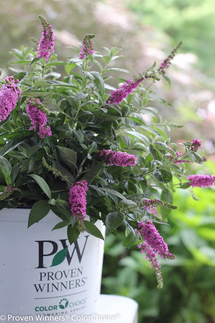 Lo & Behold® Butterfly Bush - Buddleia x 'Pink Micro Chip' from Kings Garden Center