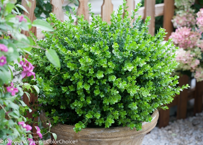 Sprinter® - Buxus microphylla from Kings Garden Center