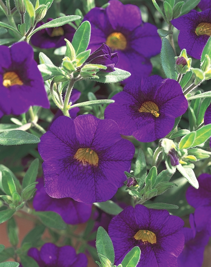 Superbells® Blue - Calibrachoa hybrid from Kings Garden Center