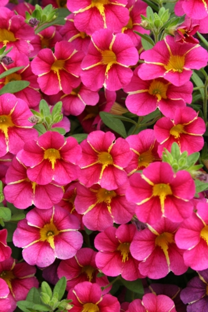 Superbells® Cherry Star - Calibrachoa hybrid from Kings Garden Center