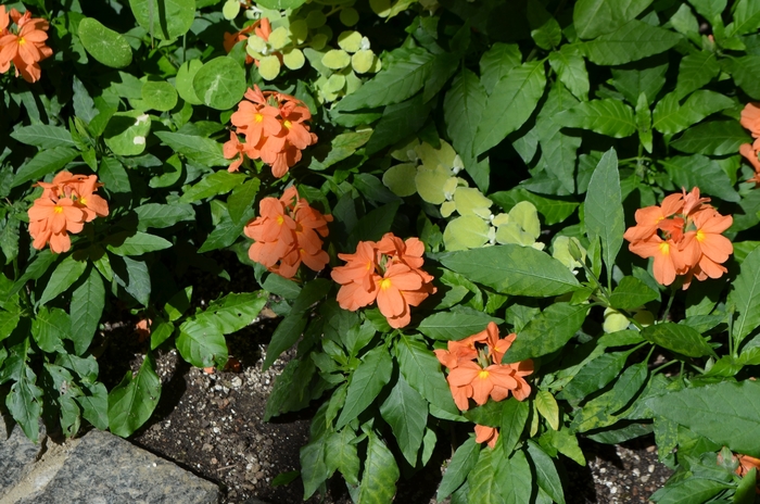 Firecracker Flower - Crossandra infundibuliformis 'Florida Sunset' from Kings Garden Center