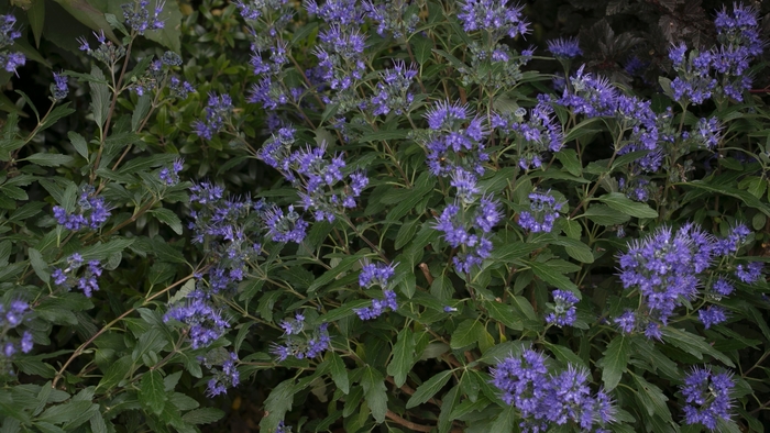 Beyond Midnight® - Caryopteris x clandonensis from Kings Garden Center