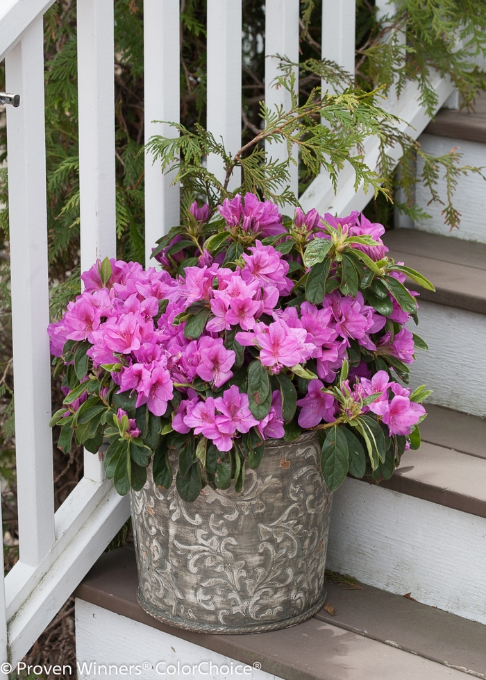 Bloom-A-Thon® Lavender - Rhododendron hybrid from Kings Garden Center