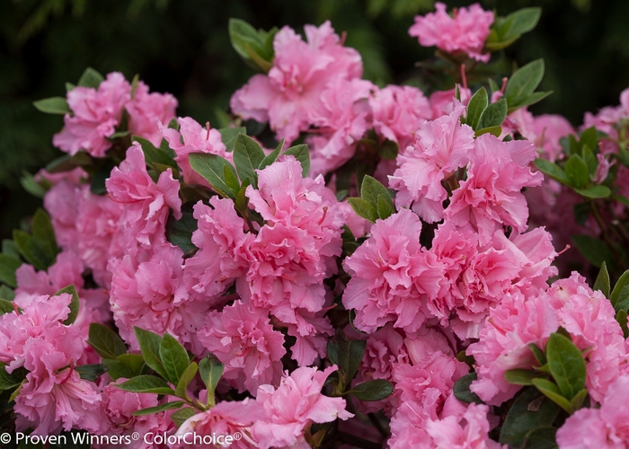 Reblooming Azalea - Rhododendron 'Bloom-A-Thon Pink Double' from Kings Garden Center