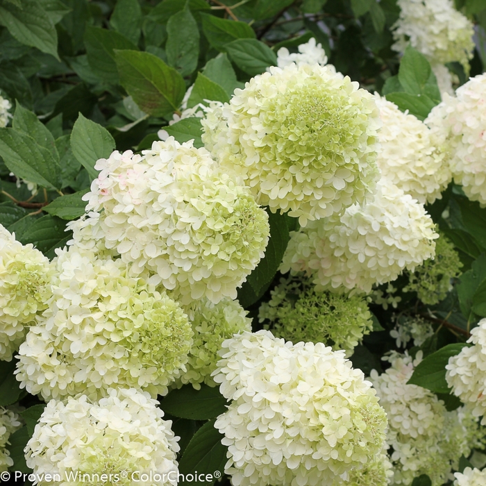 Limelight Hydrangea - Hydrangea paniculata 'Limelight' from Kings Garden Center