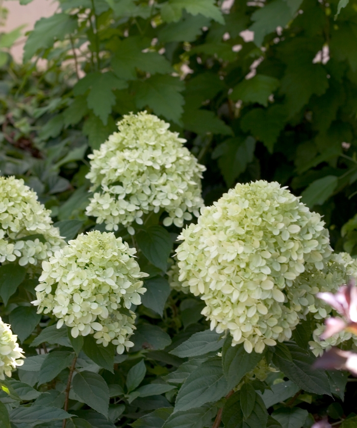 'Little Lime' Panicle Hydrangea - Hydrangea paniculata 'Jane' from Kings Garden Center