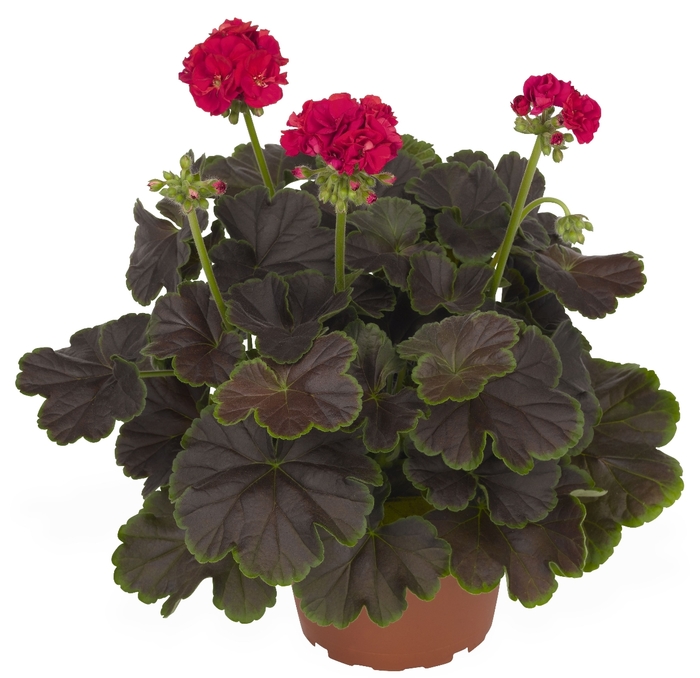 Geranium - Pelargonium hortorum 'Brocade Cherry Night' from Kings Garden Center