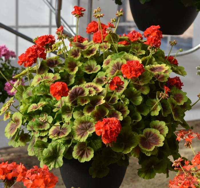 Geranium - Pelargonium hortorum 'Brocade Fire' from Kings Garden Center