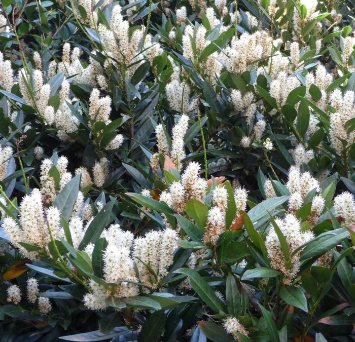 English Cherry Laurel - Punus laurocerasus 'Otto Luyken' from Kings Garden Center